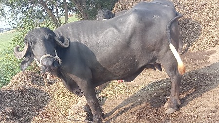 थंबनेल 3