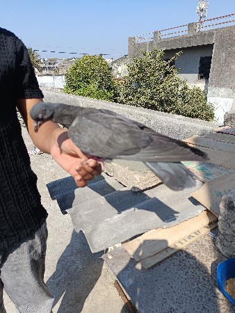 થંબનેલ 2