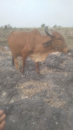 વેચવાનુ સે