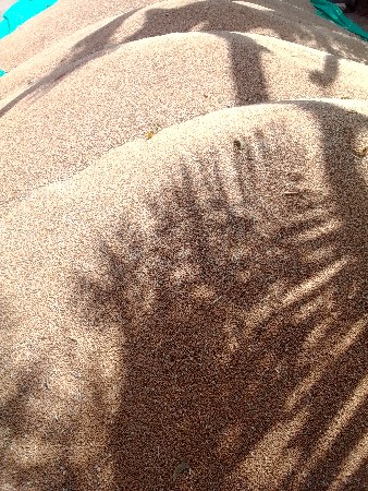 ઘંવ વેશાવ છે