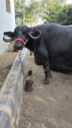 બીજા વેતર ની ભેંસ વેચવાની છે