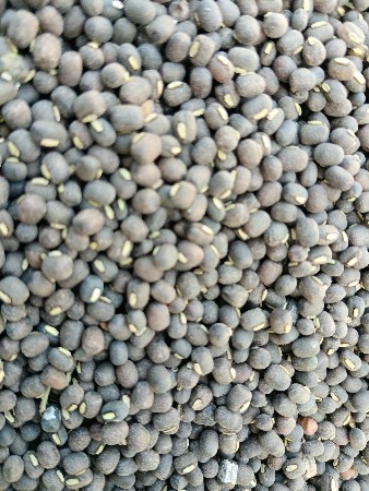 અડદ બિયારણ માટે વેચવાના છે50 કિલો