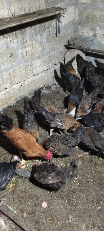 थंबनेल 3