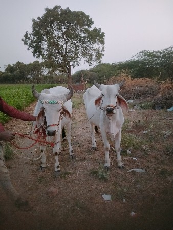 थंबनेल 2