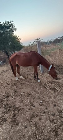 ઘોડી વેચવાની છે