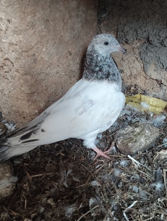 થંબનેલ 2