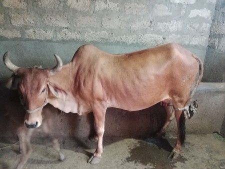 થંબનેલ 2