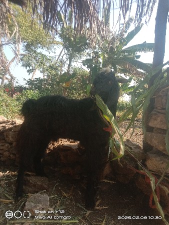 થંબનેલ 3