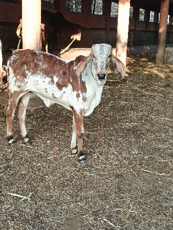 थंबनेल 2