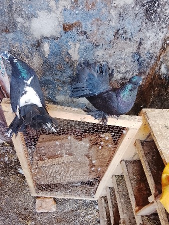 थंबनेल 2