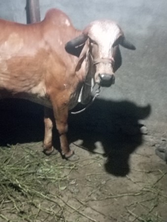 थंबनेल 2