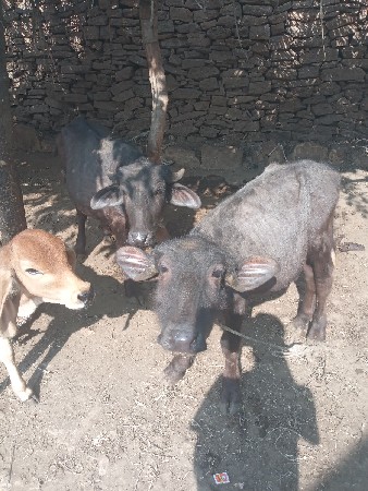 પાડી વેચવાની છે સાથે પાડો છે