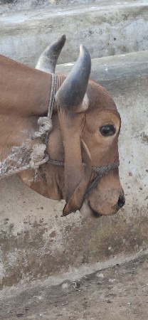 ગિર ક્રોશ ગાય