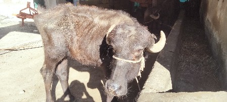 थंबनेल 3