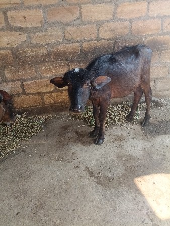 थंबनेल 3