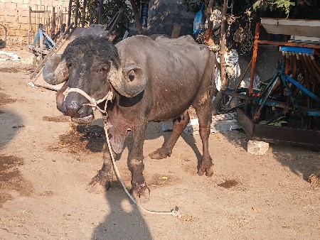 थंबनेल 2