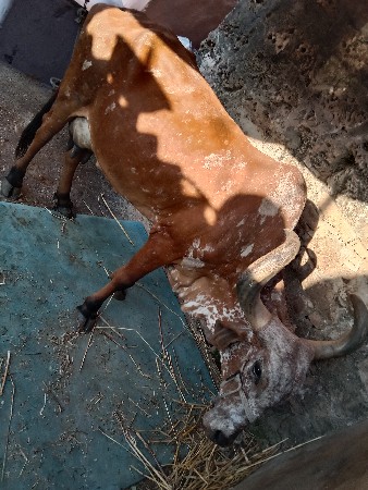 थंबनेल 2