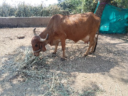 થંબનેલ 3