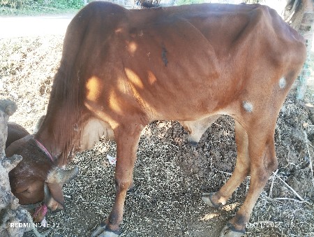 थंबनेल 3