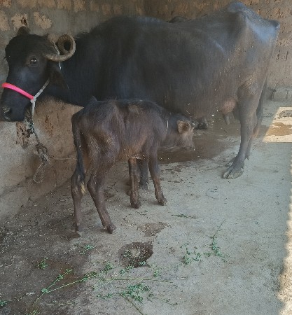 थंबनेल 2