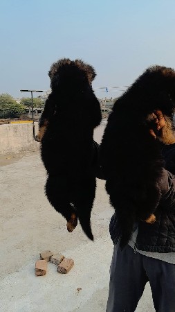 Germanshepherd top quality