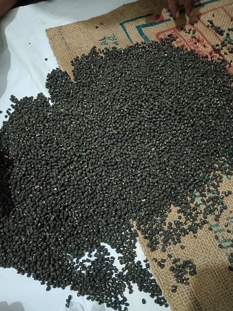 અડદ નુ બિયારણ વહેંચવાનું ગુજરાત