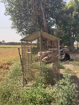 પિનજરૂ વાડિમા જાનવર થિબચવા