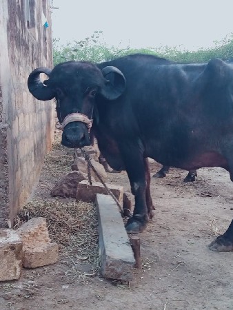 थंबनेल 2