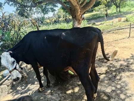 ગાય વેચવાની છે