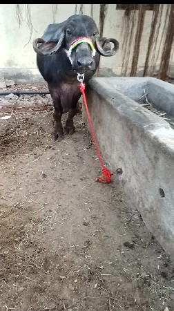 વેતર માં 3