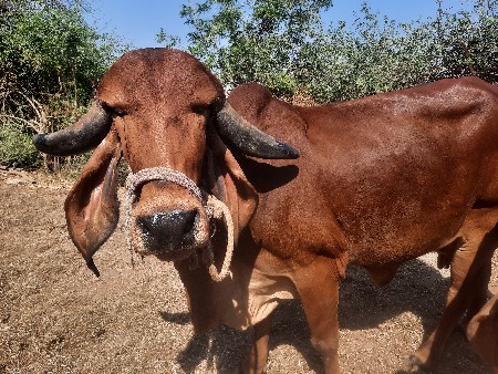 ગીર ગાય