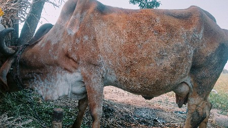 ત્રણ ગાય વેચવાની છે
