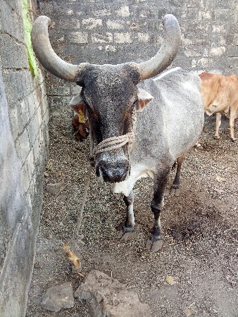 ગાય વેસવાની છે