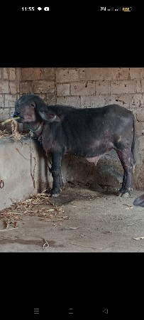 પાડો વેચવાનો છે