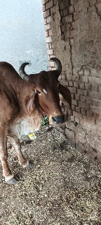 5/5લીટર દુઘ છે.