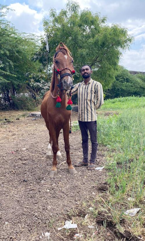 વછેરો ઘોડો