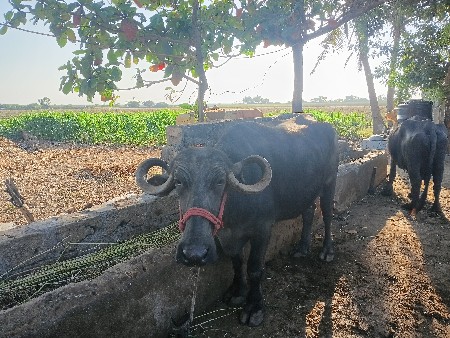 ભેસ વેસવાની છે