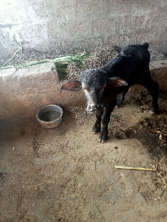 ભેંસ વેચવાની છે