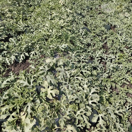 તરબુસ સારિ કોલેટિ