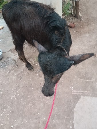 थंबनेल 3