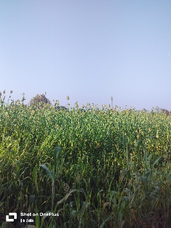 લીલી જુવાર વેચવાની છે.