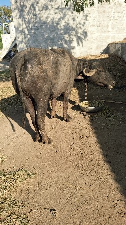 થંબનેલ 3