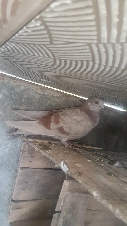 કબુતર ના પઠા વેચવા ના છે