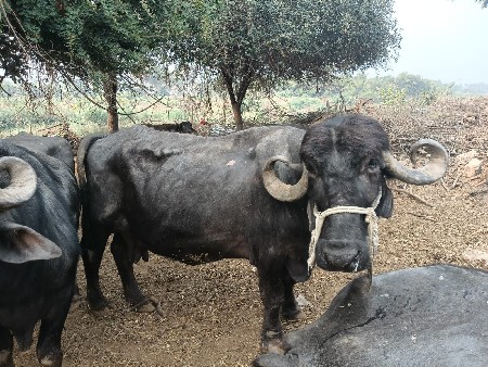 ભેસ વેચવાની છે