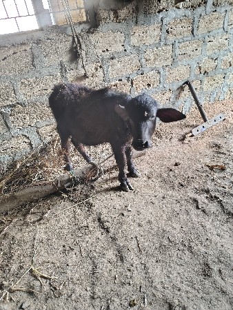 ભેંસ વેચવાની છે.