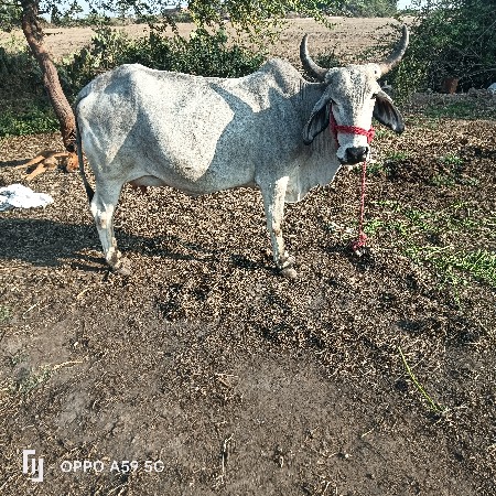 હોડકી વેચવાની છે વીયાસેહવે