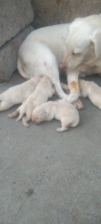 LeBa mela fimel bacha che