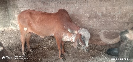 थंबनेल 2