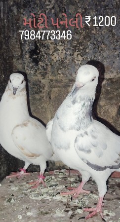 Kabootar Ni Jodi bechwani Che