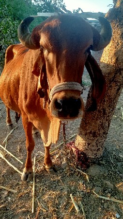 थंबनेल 2